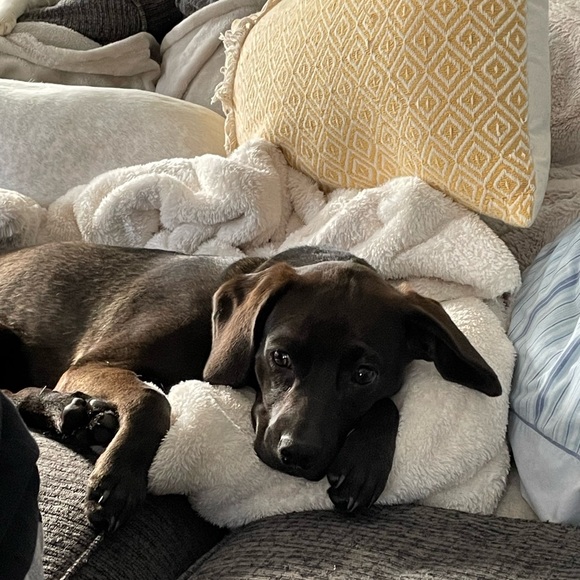 Meet your Posher, Liz - Picture 1 of 1